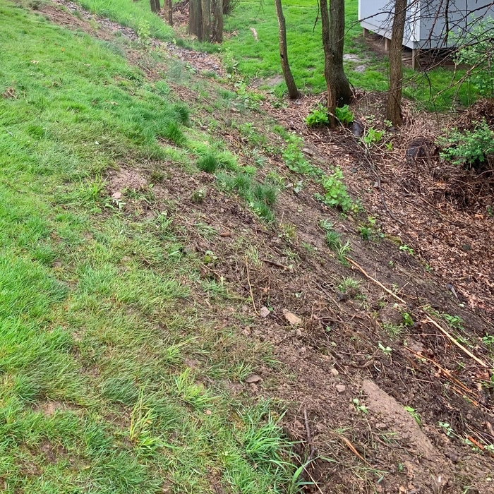 Pulled Out Stumps
