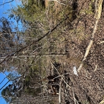 Tree Clean up