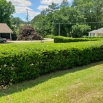 Hedges