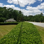 Hedges