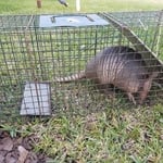 Armadillo trapped in Polk County