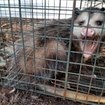 Opossum trapped in Polk County