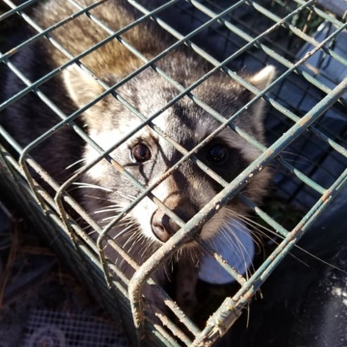 Raccoon trapped in Hillsborough County