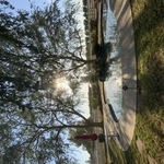 Tree Service