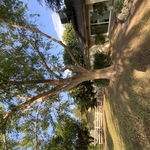 Tree Service