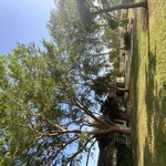 Tree Service