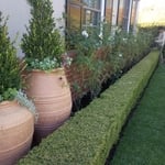 Landscape renovation