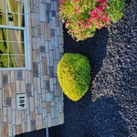 trimming and mulch