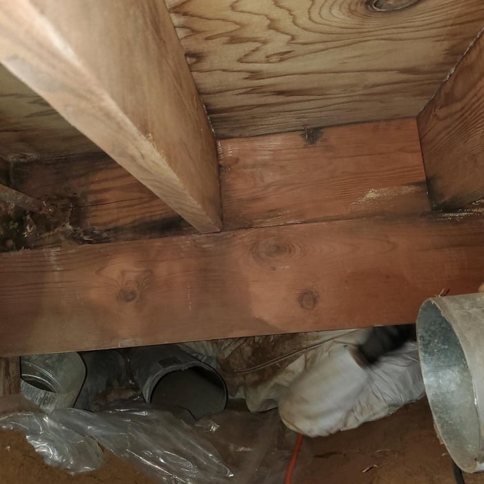 mold removed