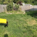 spring project