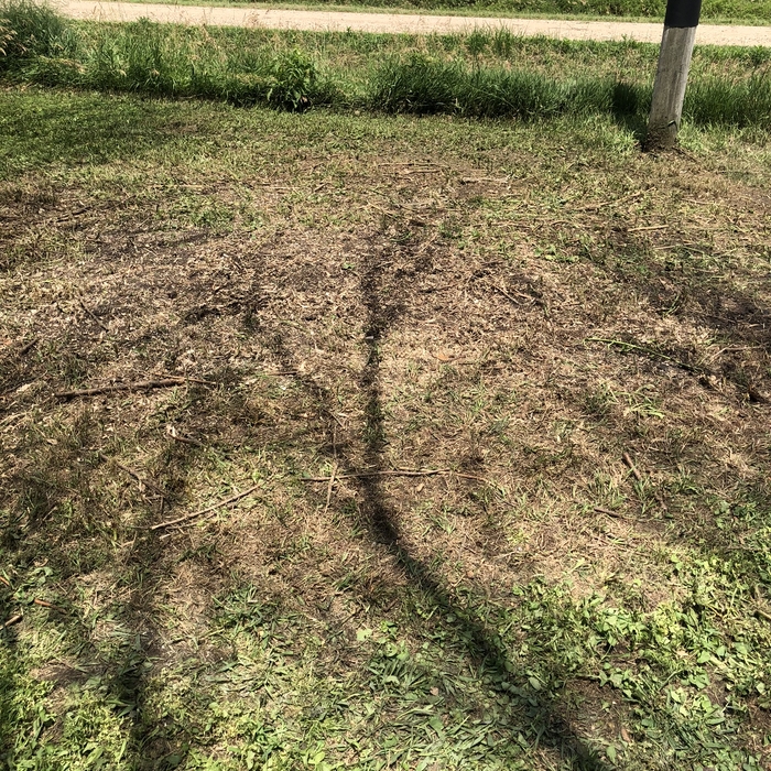 After Photo of Pine