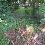 poison ivy removal