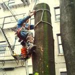nyc removal