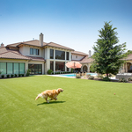 Pet Turf