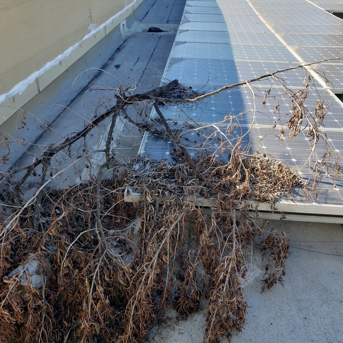 Solar Panel Dirty 1