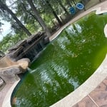 Swampy Green!