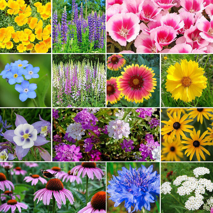 Native Flower Seeding