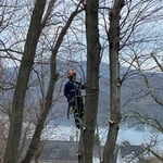 Tree removal