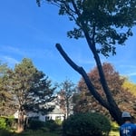 Tree removal
