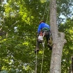 Tree prune