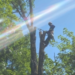 Tree removal