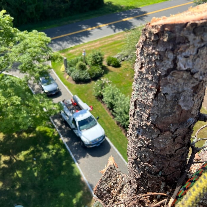 Tree removal