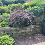 Limestone wall cleaning