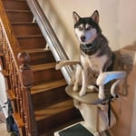 Happy Husky