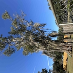 Tree Removal