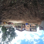 Tree removal