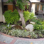 back yard