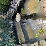 Jefferson St Pond Remodel