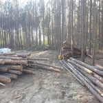 Land clearing