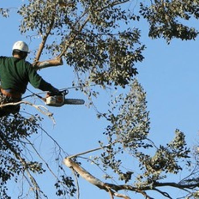 Tree trimming