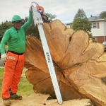 Monster Tree Removal