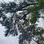 Tree Removal