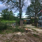 Tree removal