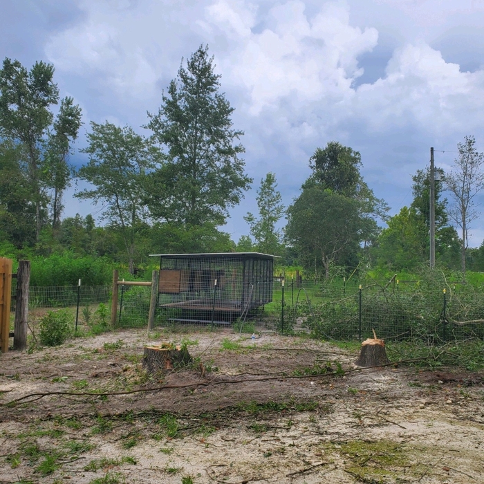 Tree removal