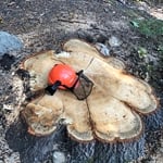 Tree Stumps / Stump Grind