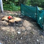 Tree Stumps / Stump Grind