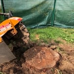 Tree Stumps / Stump Grind