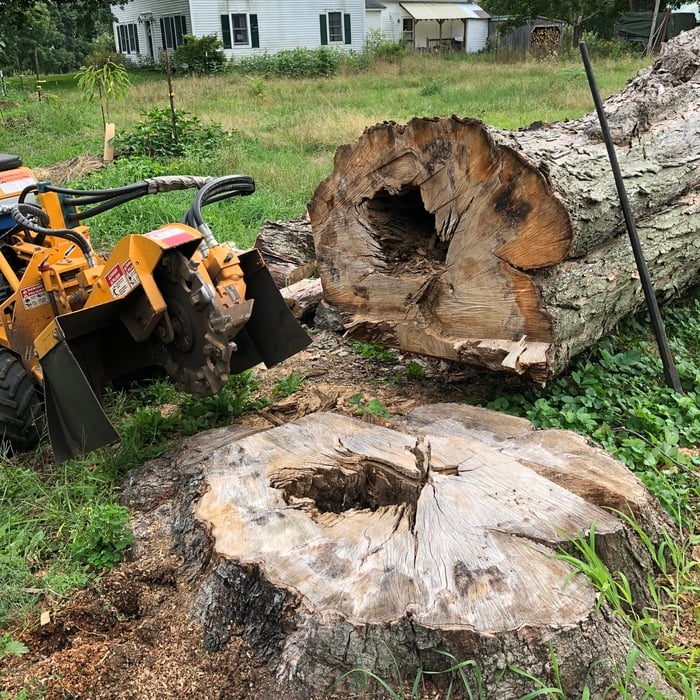 Tree Stumps / Stump Grind