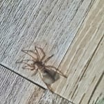 Nasty spider!