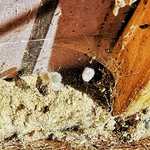 Black widow eggs