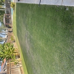 local lawns