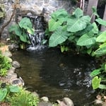 Small pond with Koi. Venice