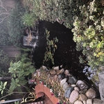 Small pond with Goldfish and Lillies. Studio City