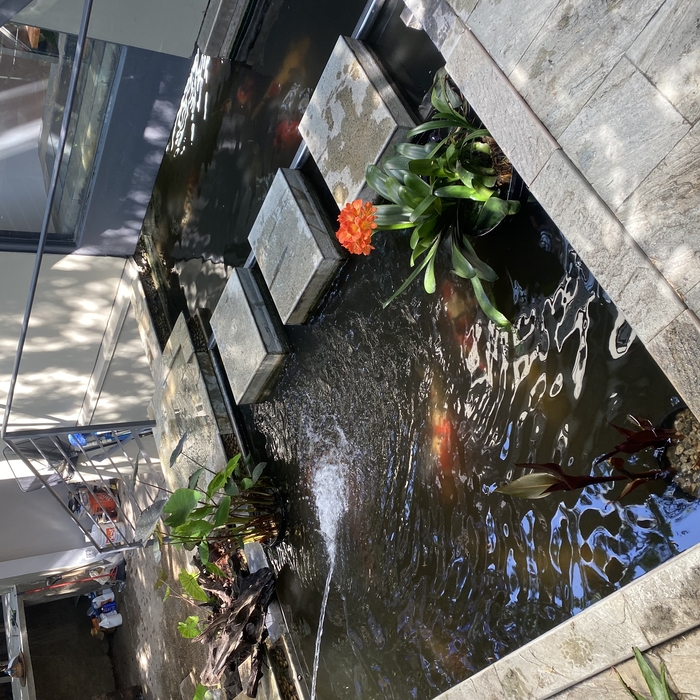 Medium pond with Koi. Santa Monica
