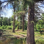Wide Open Old Growth Stand Looks Like a State Park
