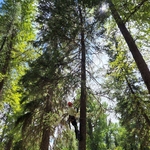 Tree Climber / Arborist Pruning